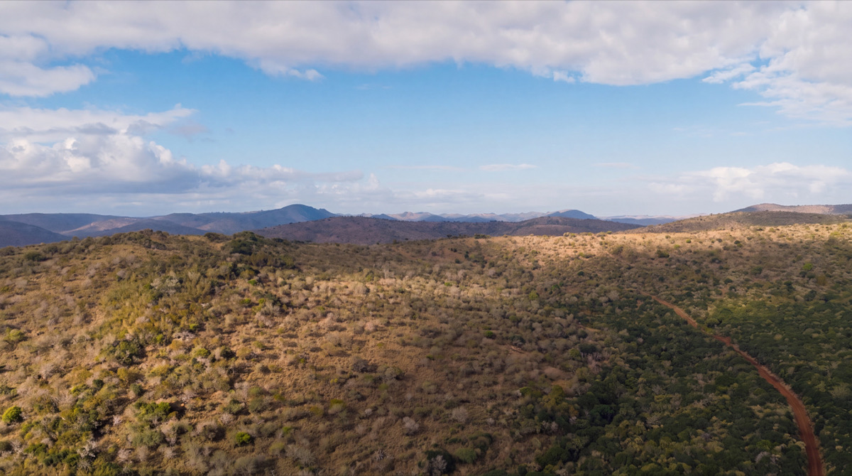 The bushveld of a Big Five reserve